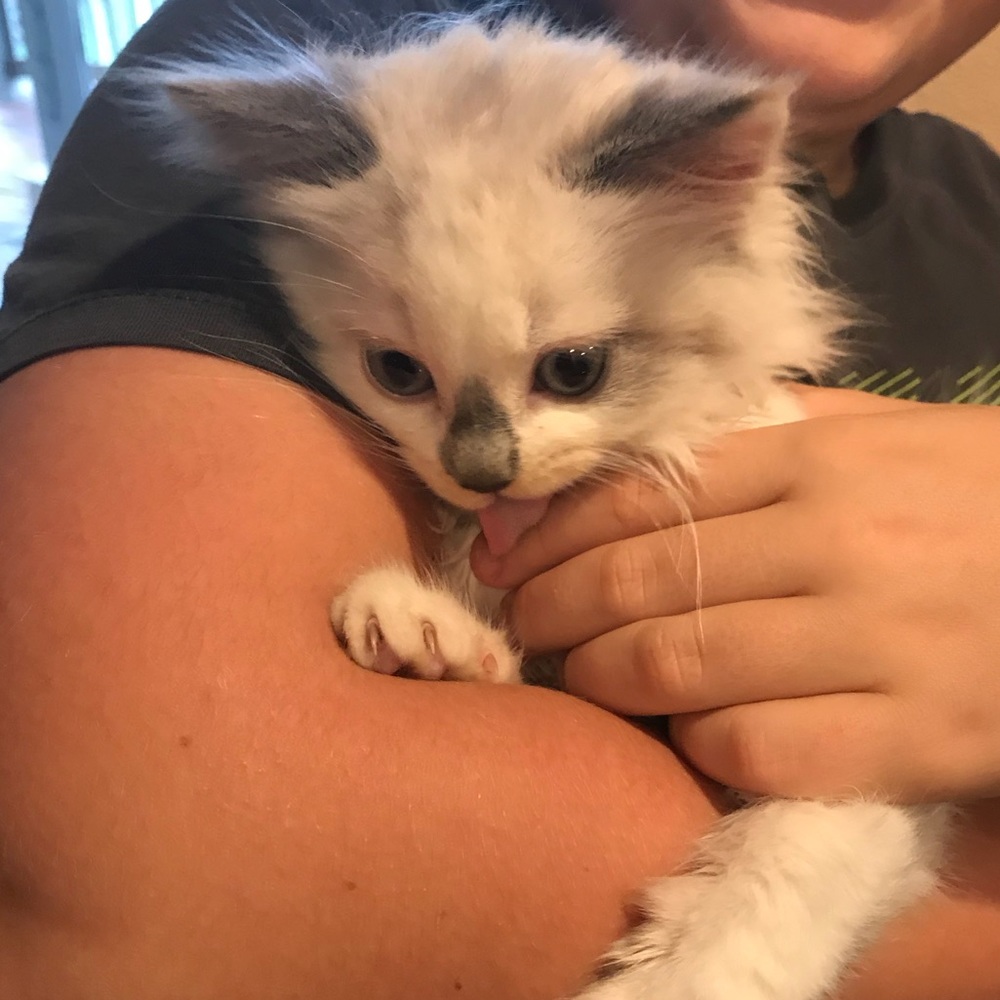 Meet your Posher, Inna